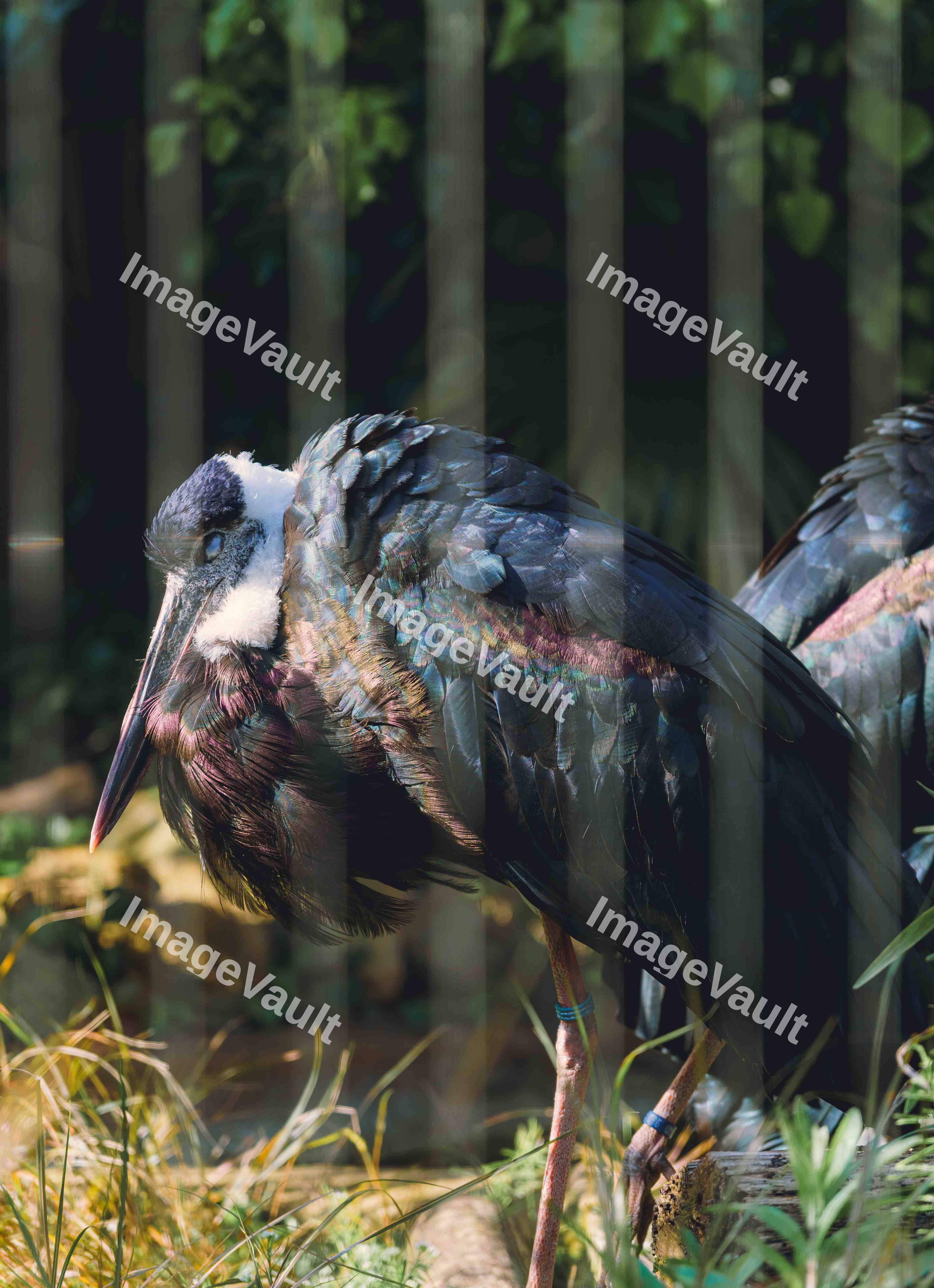 Wooly Necked Stork